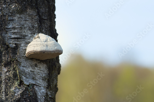 tinder fungus on tree