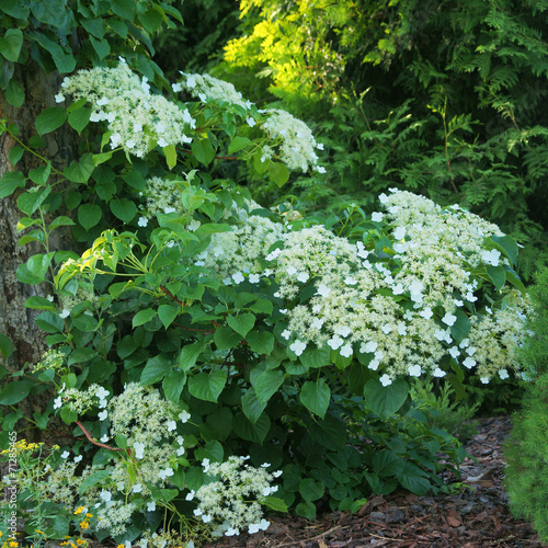 Hydrangea petiolaris photo