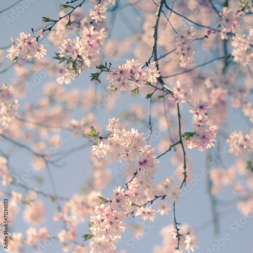Retro Filter Cherry Blossom © Mr Doomits