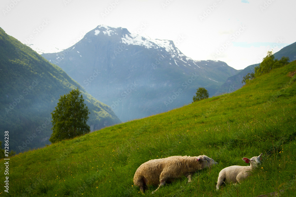 Fototapeta premium goats in the mountains.