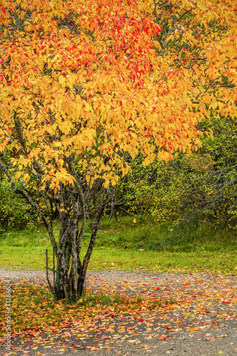 Colorful tree during autumn...