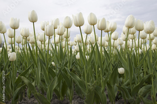 White tulips in the front