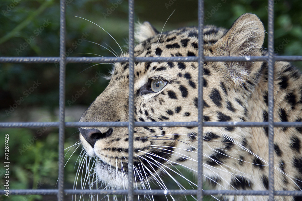 Obraz premium Closeup photo of a beautiful panther in the zoo artis.