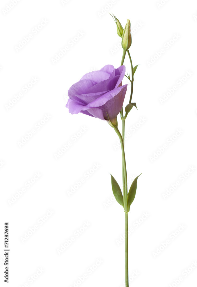 Light purple flower isolated on white. eustoma
