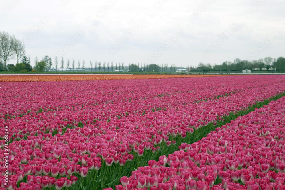 Colorful dutch tulip field in a row.
