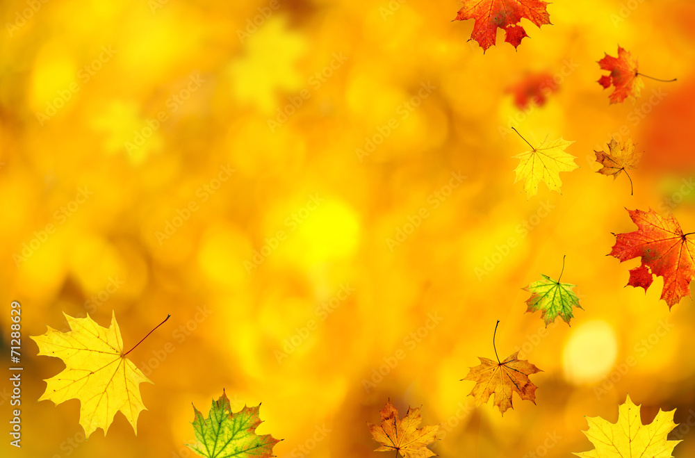Autumn background with maple leaves Autumn background with maple leaves