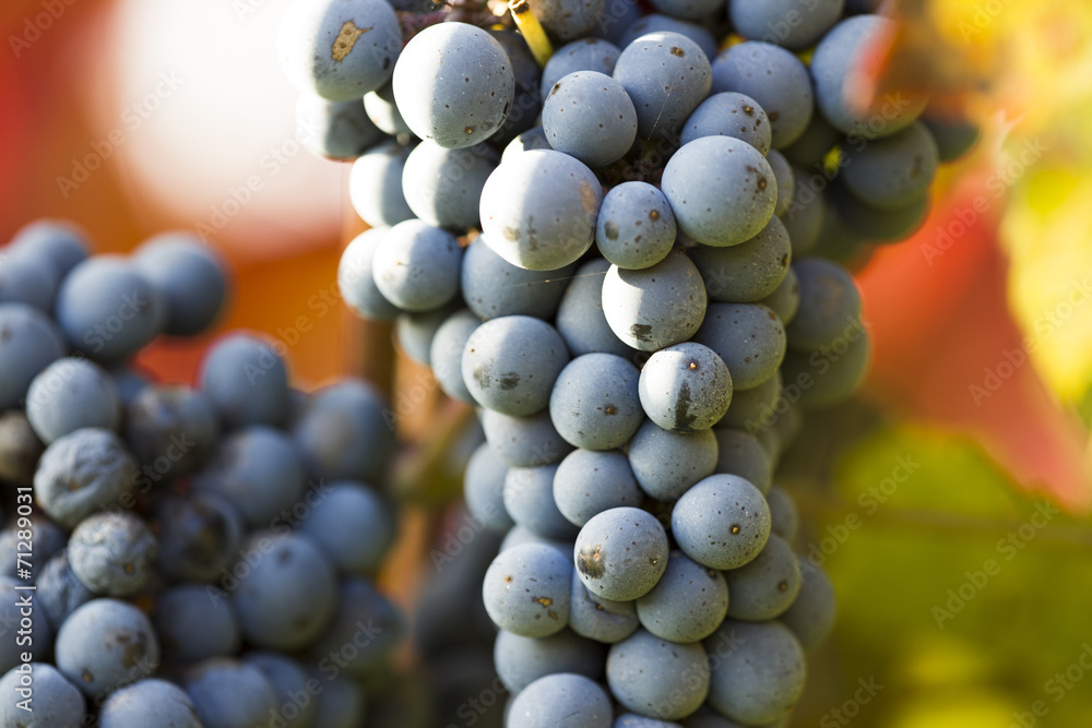 Young wine grapes on vineyard, close-up