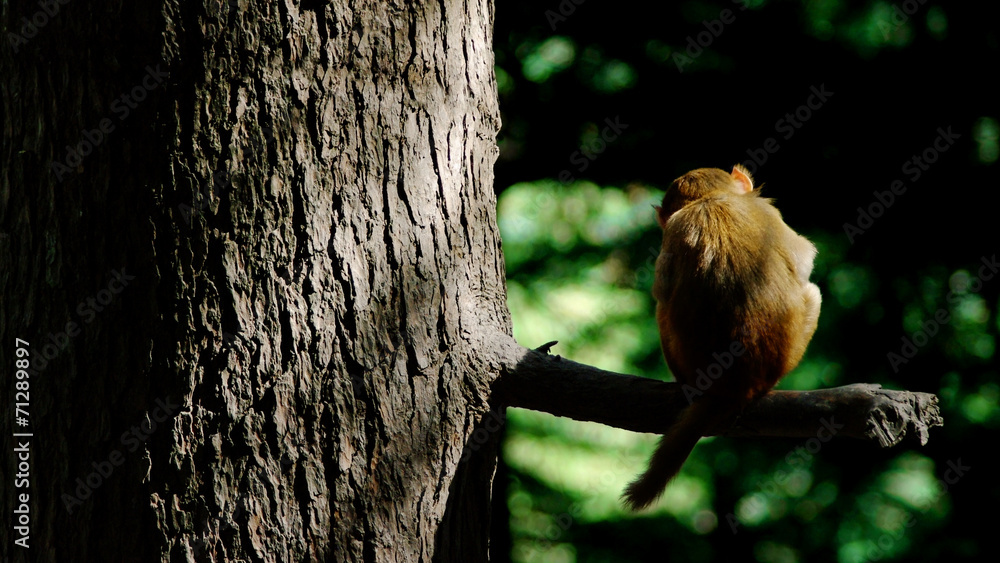 Obraz premium baby monkey