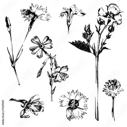 Fototapeta Naklejka Na Ścianę i Meble -  hand drawn spring flowers