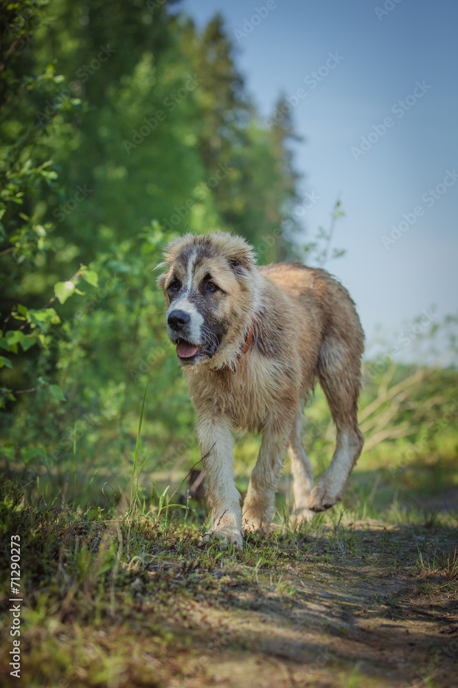 dog in the forest dog in the forest
