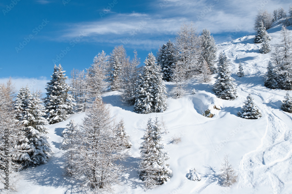 Beautiful winter landscape with fir trees Beautiful winter landscape with fir trees