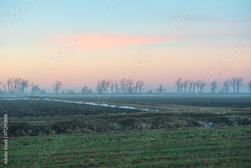 Morning field with trees on the blue sky background
