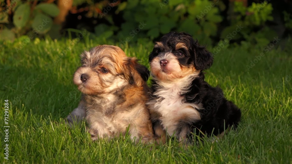 Two cute little Havanese puppies are sitting in the grass Two cute little Havanese puppies are sitting in the grass