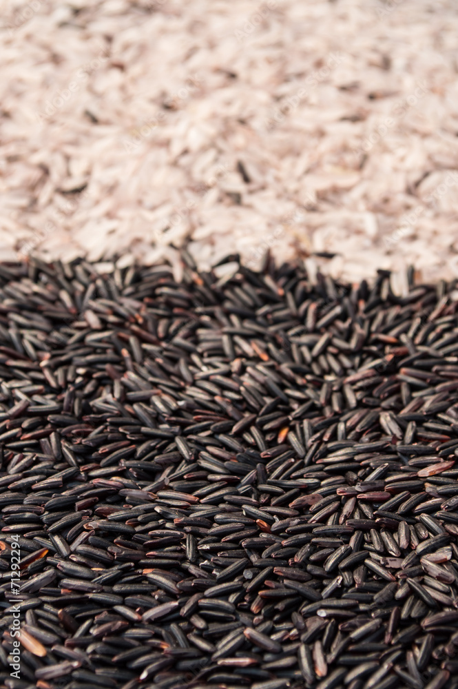 rice rice
