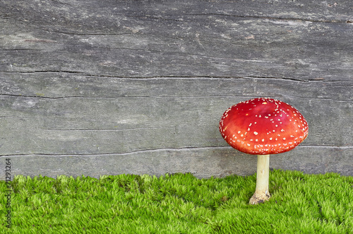 Red mushroom / Fly agaric toadstool in moss
