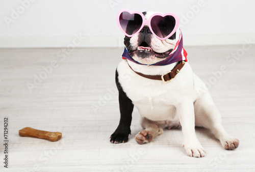 Fototapeta Naklejka Na Ścianę i Meble -  French bulldog with sunglasses in room