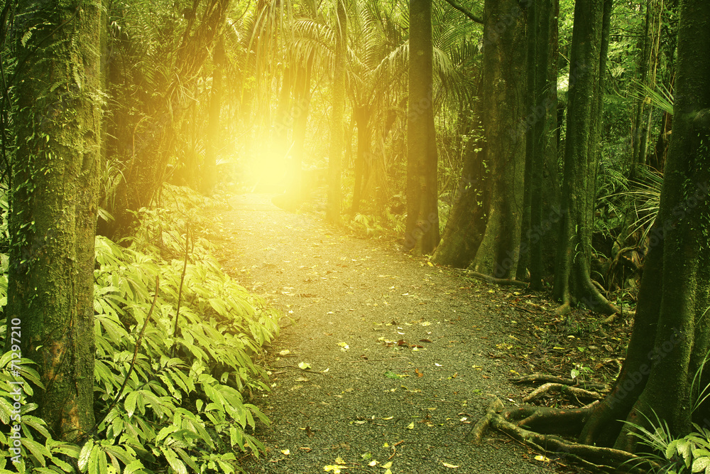 Obraz premium Walking Trail światło słoneczne