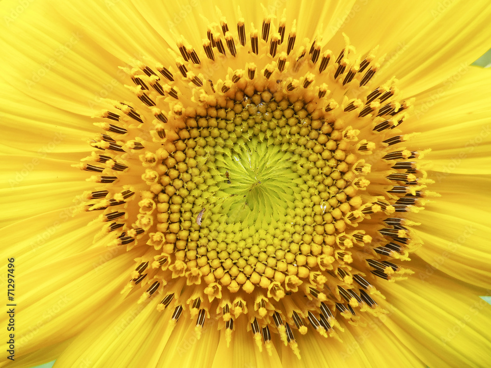 Obraz premium Macro sunflower pollen