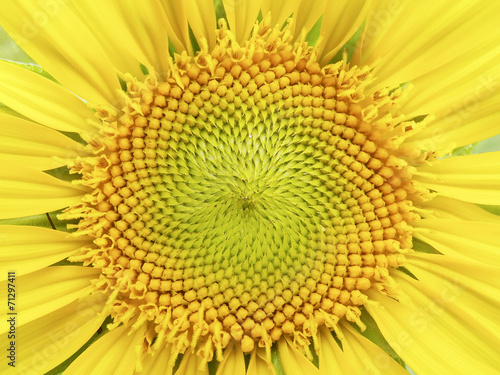 Macro sunflower pollen