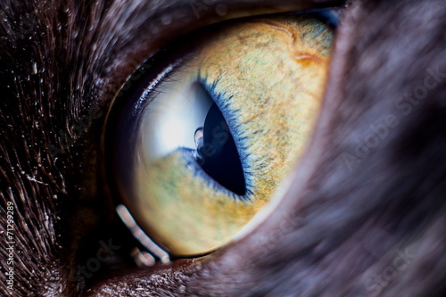 Closeup kitten eye