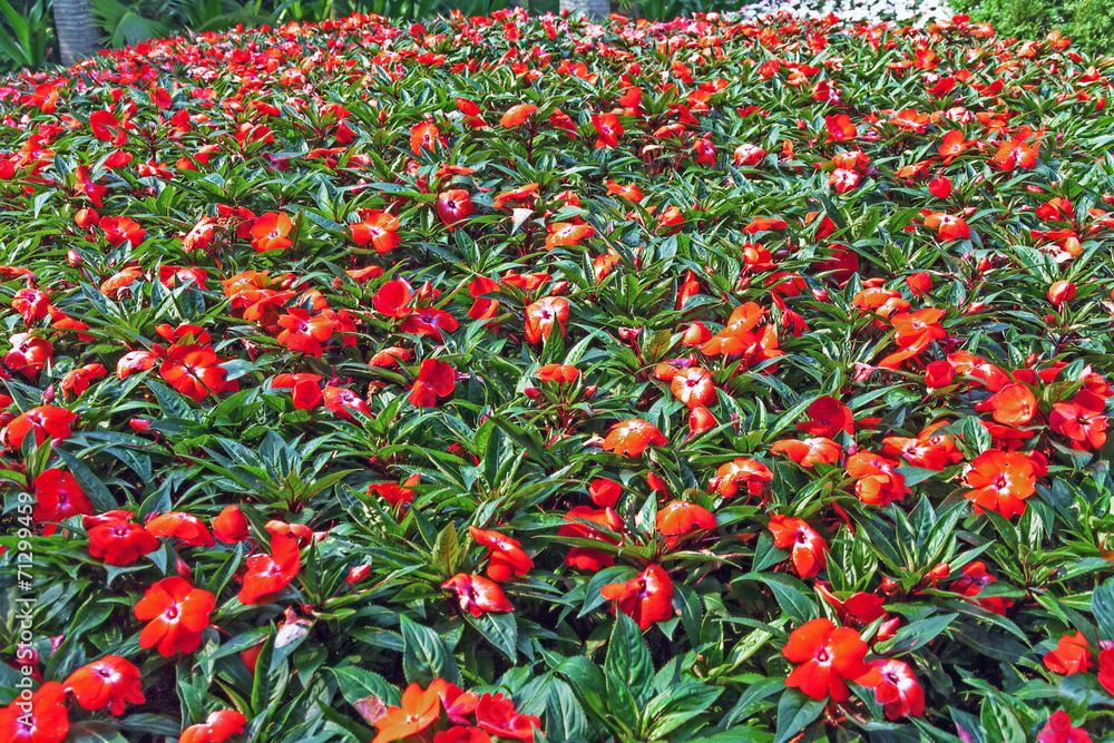 Obraz premium Flower background (Impatiens).