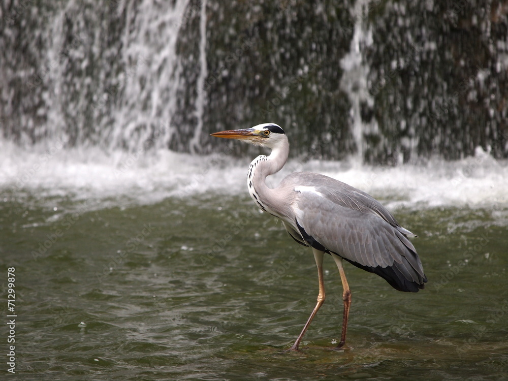 Fototapeta premium 滝をバックにしたアオサギ