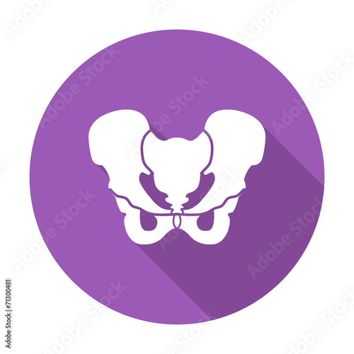 Pelvis