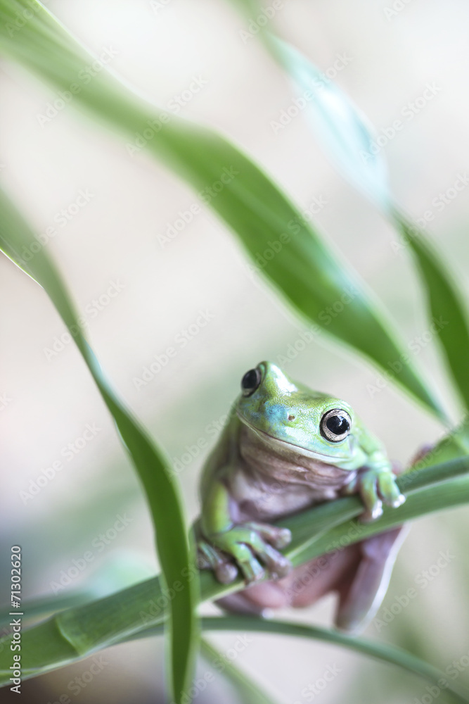 Fototapeta premium Australian Green Tree Frog