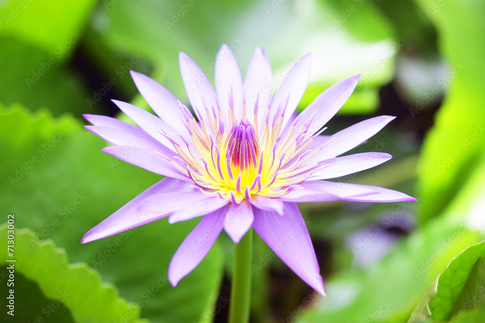Purple Lotus flower Purple Lotus flower