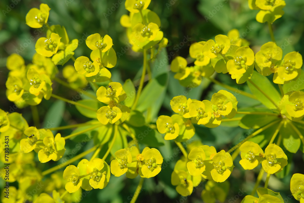 yellow flowers on the green meadow yellow flowers on the green meadow