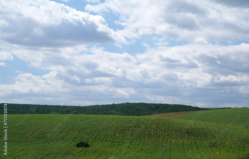 Field and sky. Beautiful landscape Field and sky. Beautiful landscape