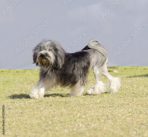 Obraz na plátně Petit chien lion
