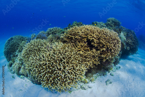 Wallpaper Mural underwater Torontodigital.ca