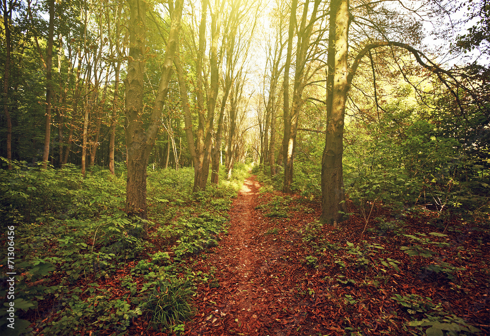 Forest Forest