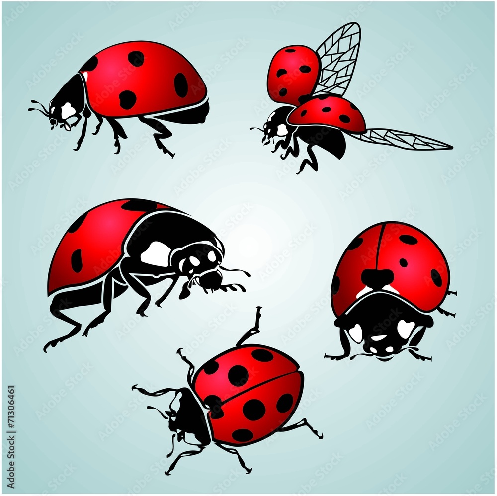 Fototapeta premium ladybug