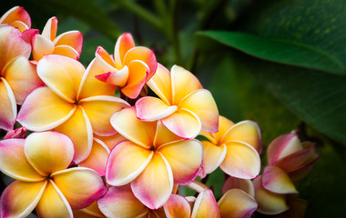 Keuken achterwand Frangipani Witgele plumeria in zachte bloei  © beerphotographer