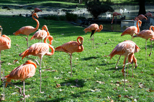 Fototapeta Flamingos