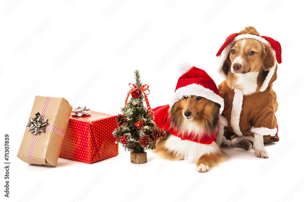 Two dogs with christmas gift