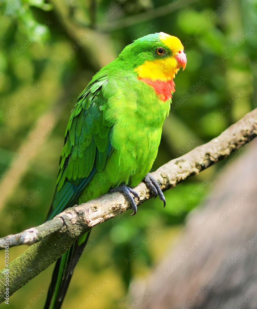 A Superb Parrot (Polytelis swainsonii), also known as Barraband'