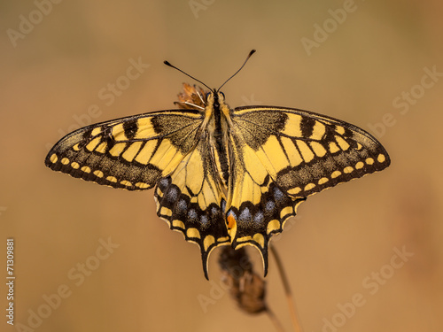 Swallowtail (Papilio machaon) Warming up in the Morning Light wi photo
