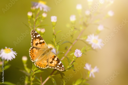 butterfly Vanessa cardui © magann