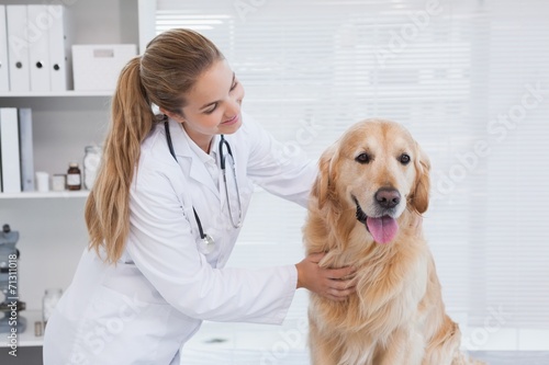 Fototapeta Naklejka Na Ścianę i Meble -  Happy vet giving a labrador a check up
