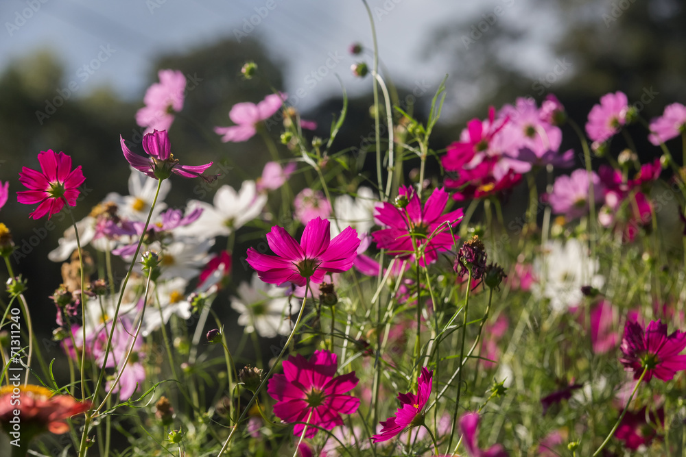 Cosmos flowers