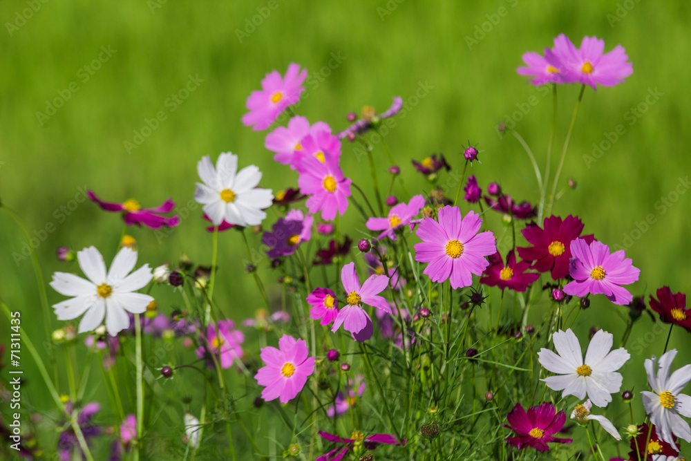 Cosmos flowers