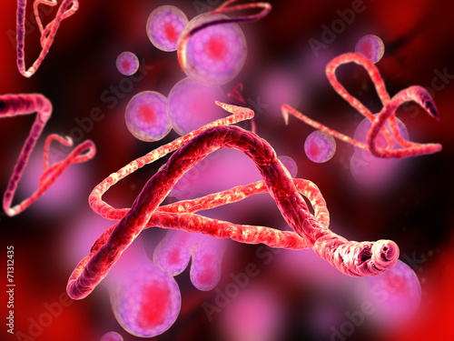 3d render, illustration of Ebola virus, Microscopic view. photo