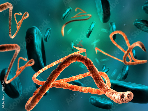 3d render, illustration of Ebola virus, Microscopic view. photo