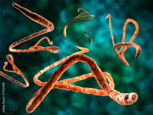 3d render, illustration of Ebola virus, Microscopic view.