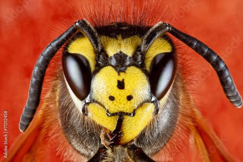 wasp close-up photo