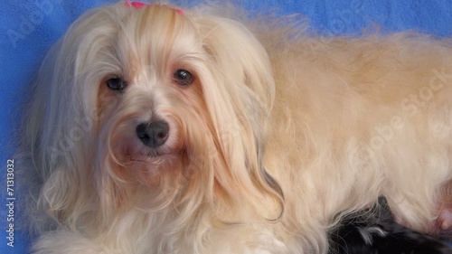 Cute mom Havanese dog breastfeeds her two little puppies, pan photo