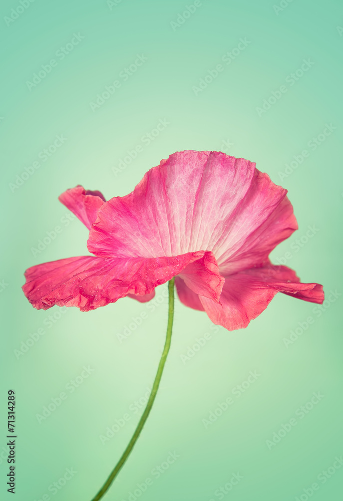 Fototapeta premium Pink poppy flower on light turquoise colour vintage background